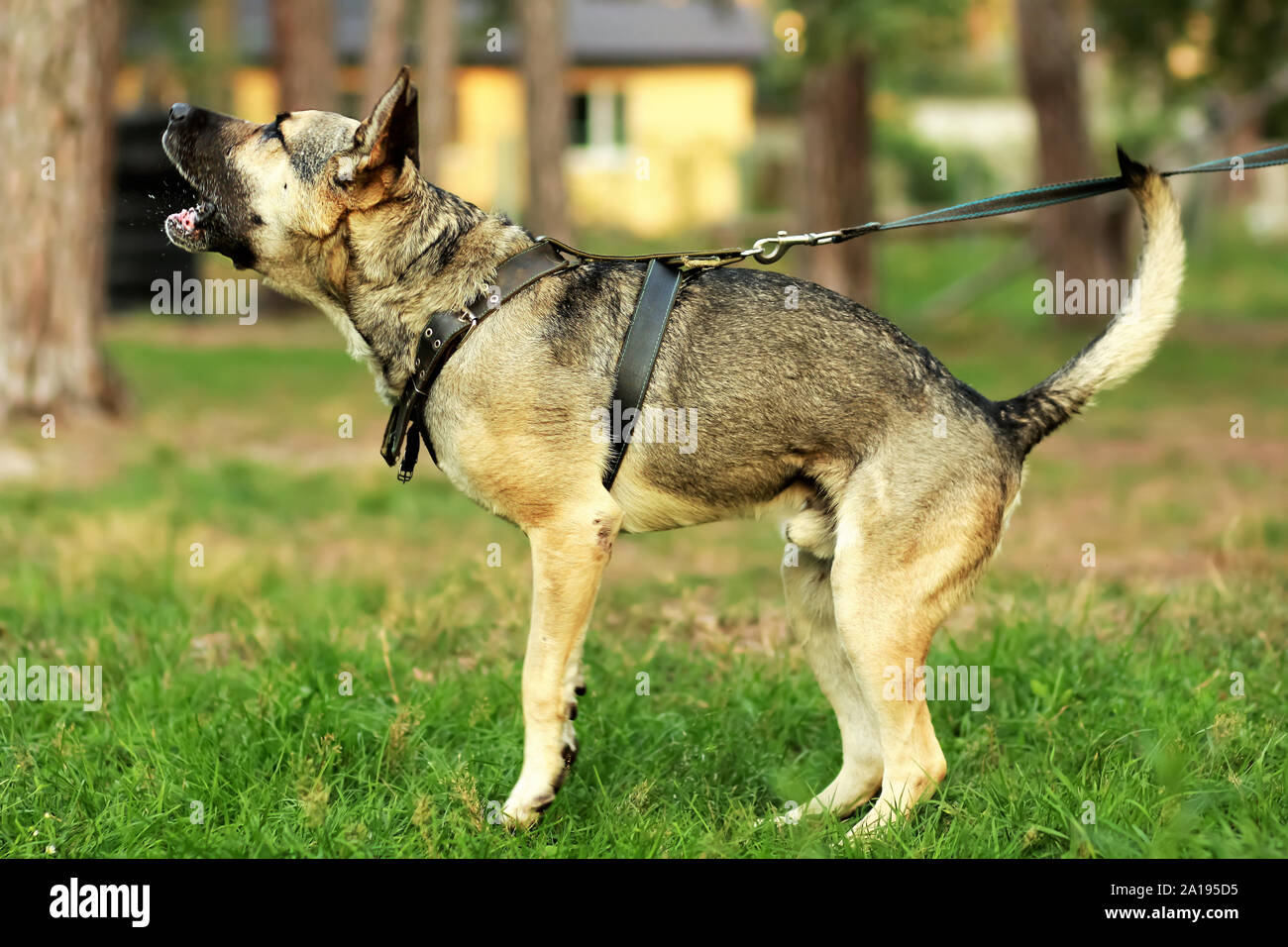 Happy young german shepherd dog barking and spitting on the grass in the forest. Angry, on a leash Stock Photo