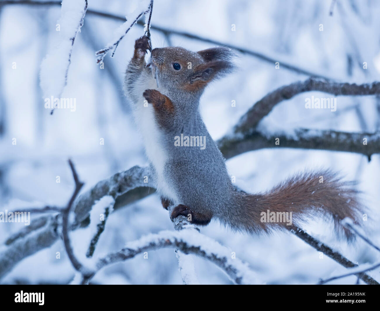 Red Squirrel Sciurus vulgaris  eating snow for hydration Finnish Lapland winter Stock Photo