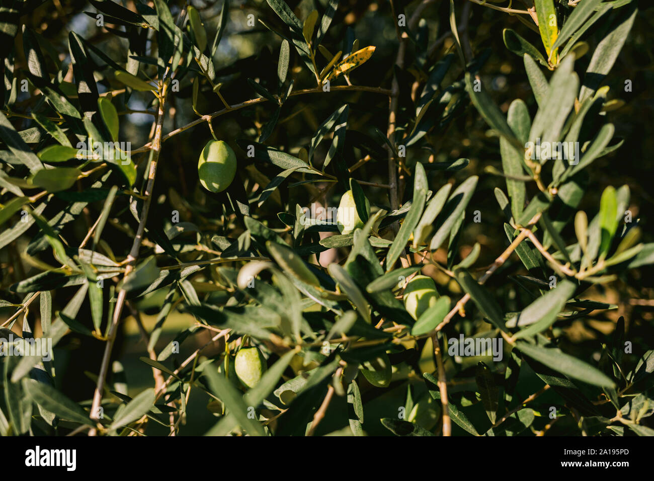 olive branch with green olives and leaves Stock Photo - Alamy