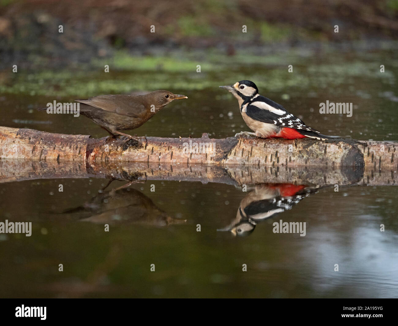 Great spotted Woodpecker Dendrocopos major at woodland pool Norfolk Stock Photo