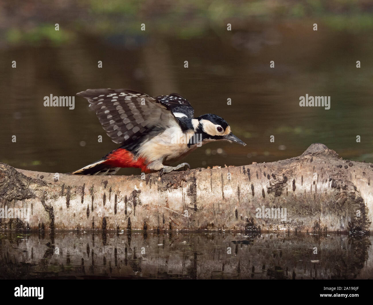 Great spotted Woodpecker Dendrocopos major at woodland pool Norfolk Stock Photo