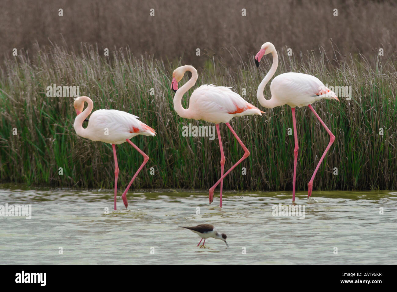 Group of common flamingos in the Laguna de Fuente de Piedra, Málaga. Spain. Stock Photo