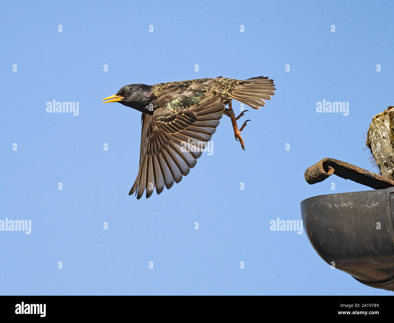 Starling nest hires stock photography and images Alamy
