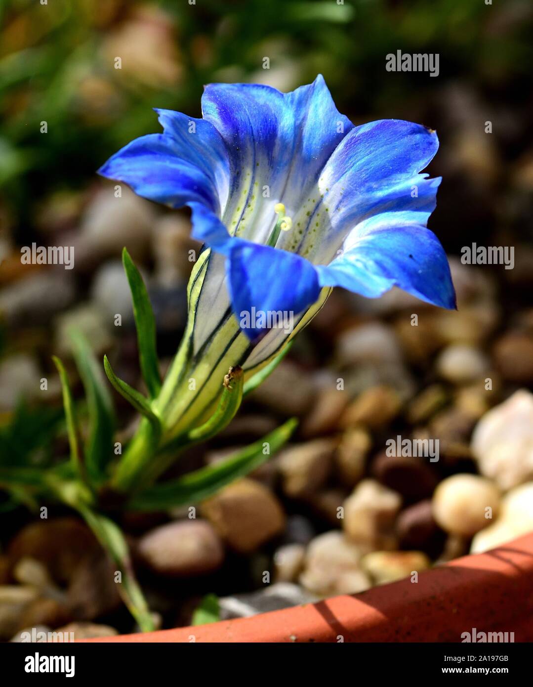 A blue flower of Gentiana Amethyst. Stock Photo