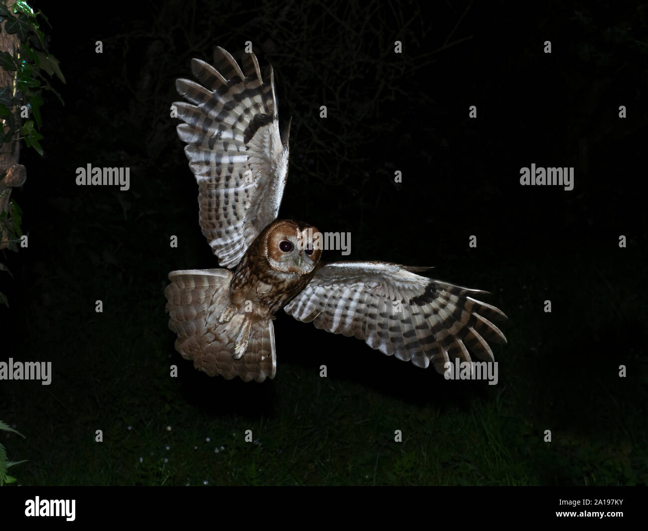 Tawny Owl Strix aluco North Norfolk Stock Photo