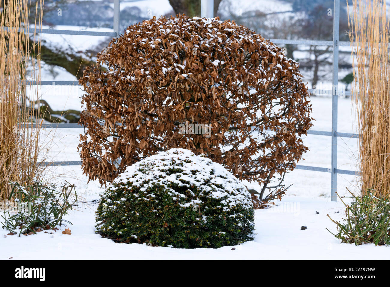 Topiary & tall reed grass (close-up) in snow covered winter garden with stylish, contemporary design, landscaping & planting - Yorkshire, England, UK. Stock Photo