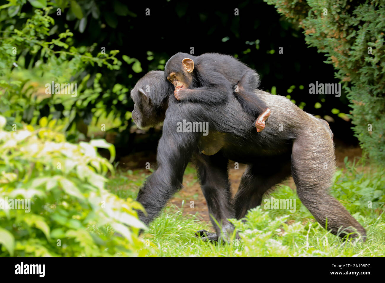 A mother chimpanzee walking along with a cute baby riding on its back sucking its thumb Stock Photo