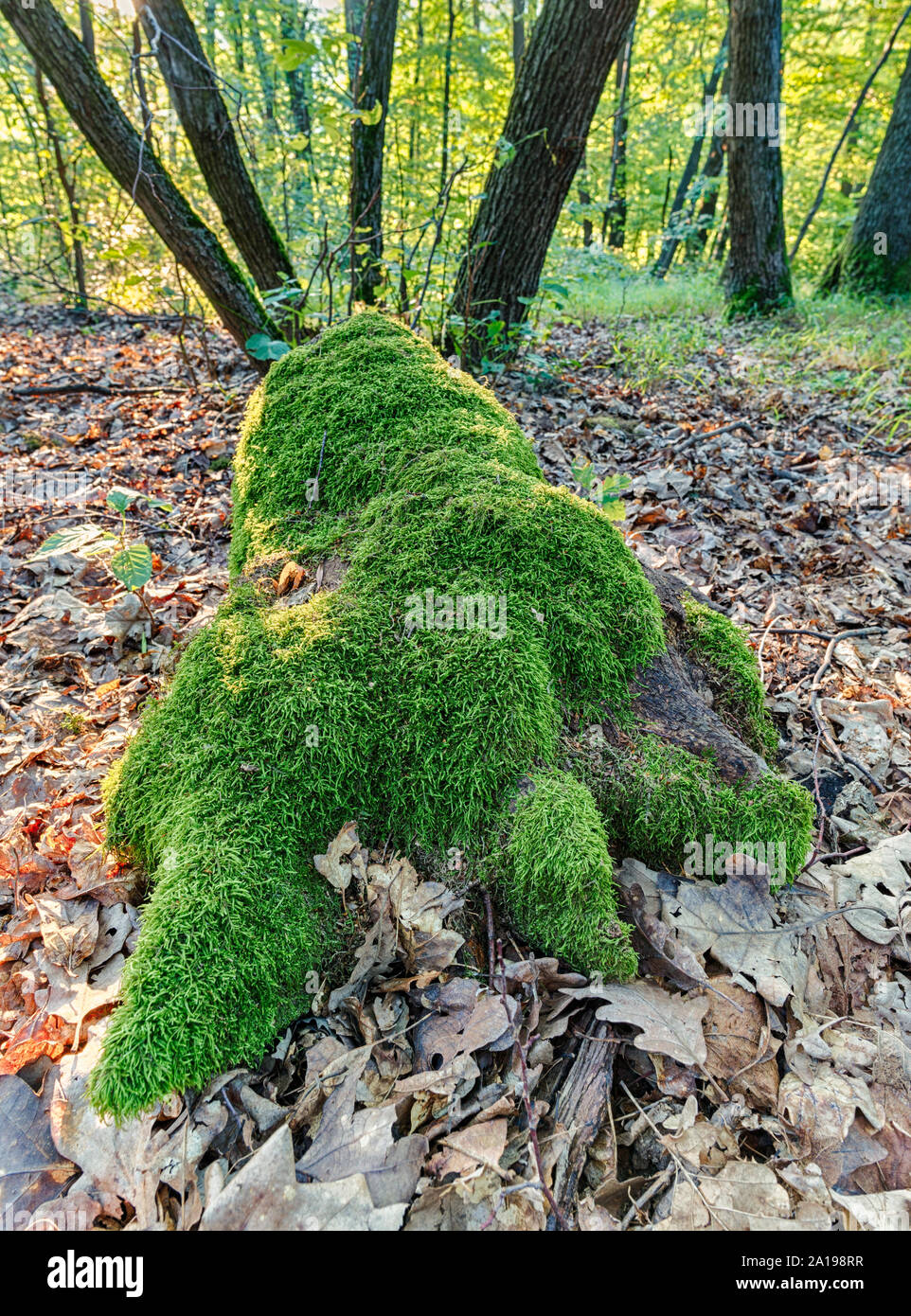 Beautiful green moss in hi-res stock photography and images - Alamy