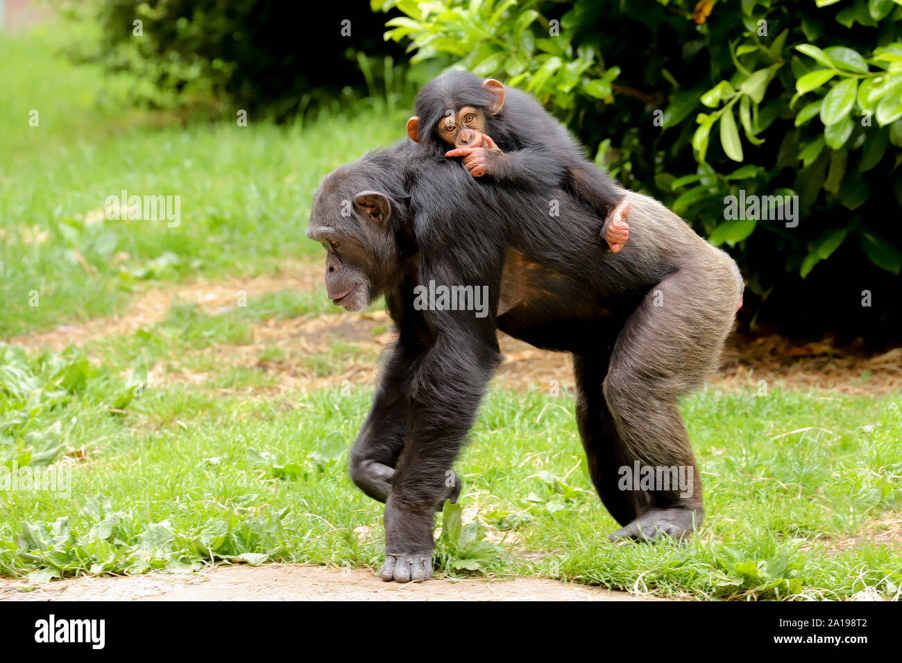 A mother chimpanzee walking along with a cute baby riding on its back sucking its thumb Stock Photo