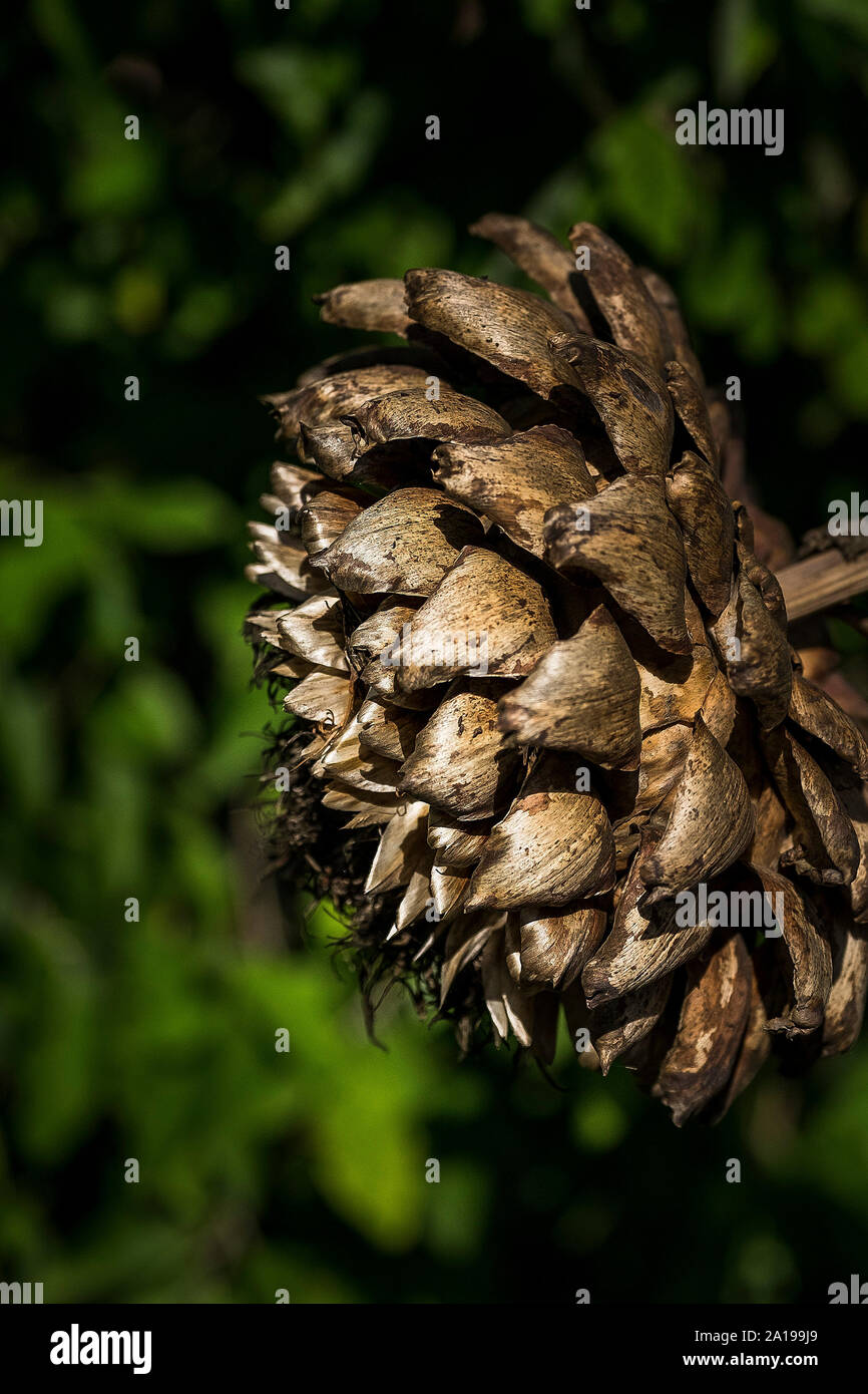 A close up of the remains of the flower head of a Cardoon plant Cynara cardunculus after flowering. Stock Photo