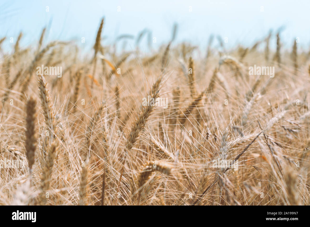 spikelets of wheat on a field on a farm against the backdrop of a clear blue sky Stock Photo
