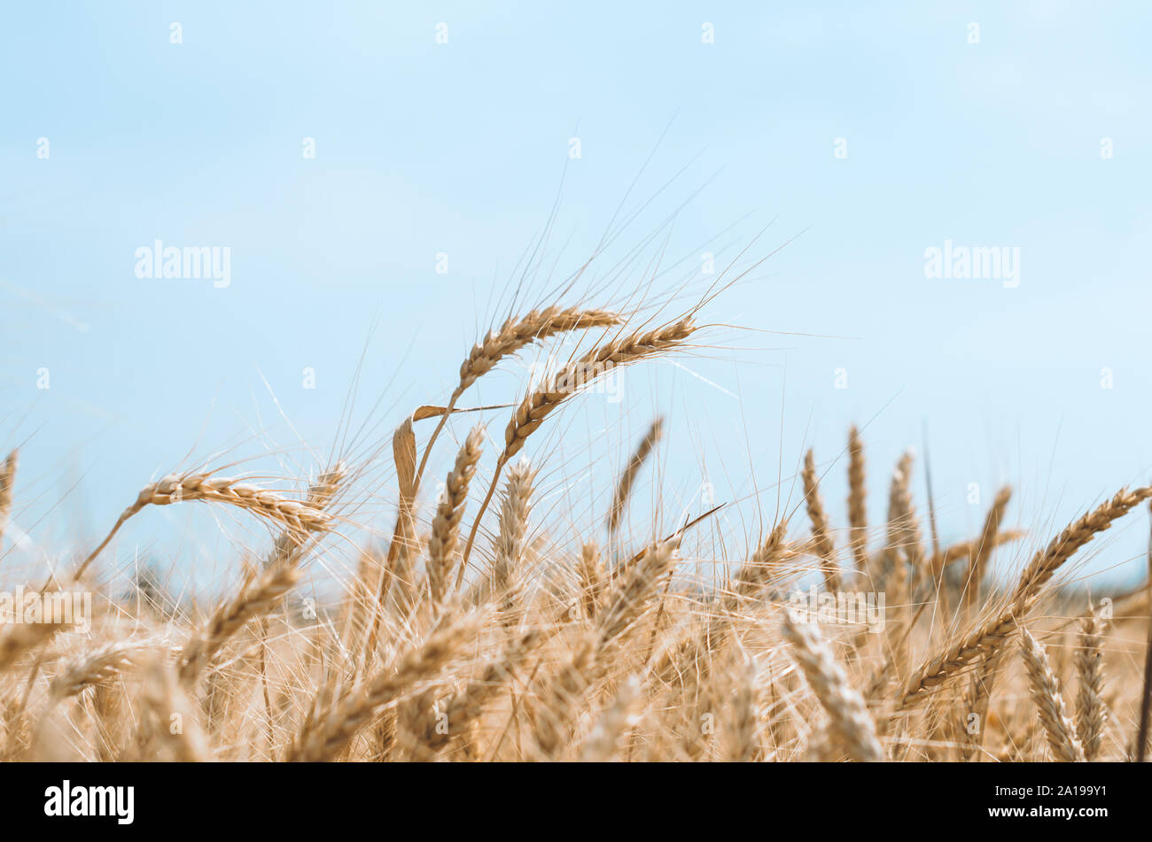 spikelets of wheat on a field on a farm against the backdrop of a clear blue sky Stock Photo