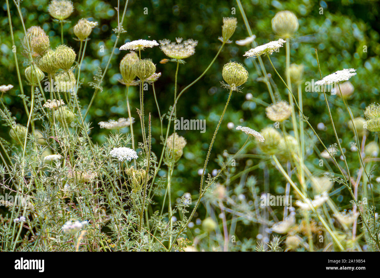 Daucus carota (common names include wild carrot, bird's nest, bishop's lace, and Queen Anne's lace). Photographed in June in the Carmel Mountain, Isra Stock Photo