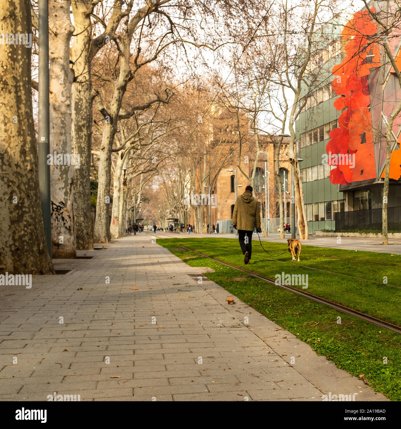 A man with his Boxer dog walks in Carrer de Wellington in the city of Barcelona (Spain), along the tram tracks, enjoyment the quiet of a winter day. Stock Photo