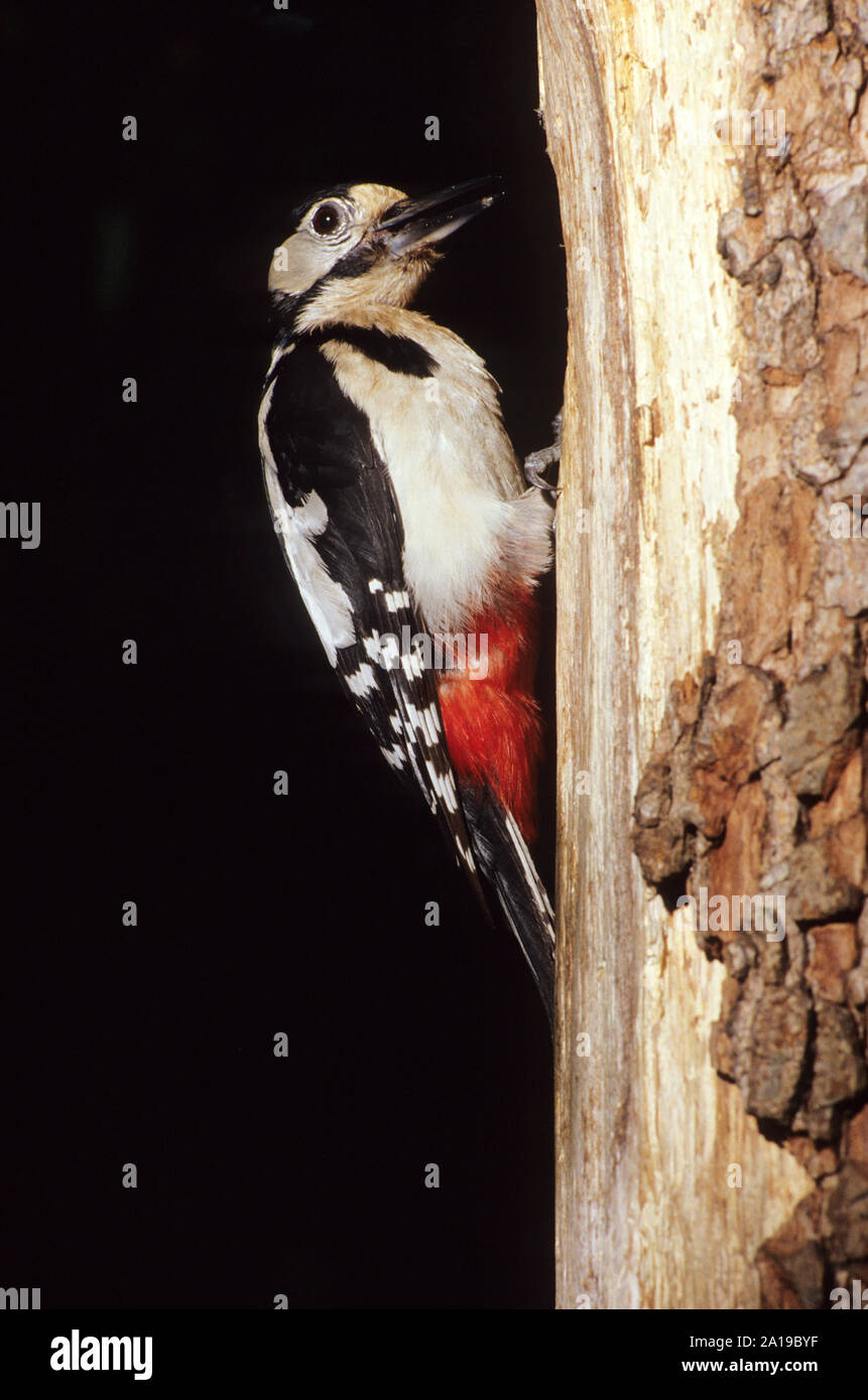 great spotted woodpecker, dendrocopos major Stock Photo