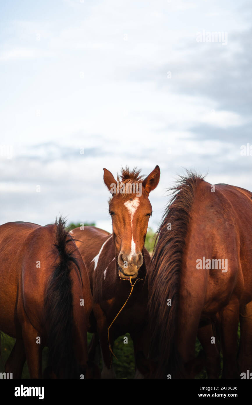 Herbivores animals hires stock photography and images Alamy