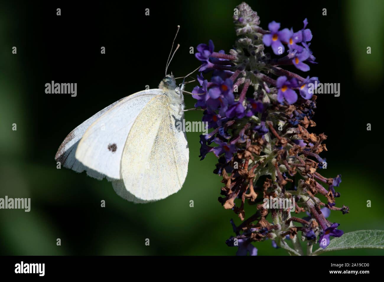 Small White (Pieris rapae) butterfly on Buddleia Stock Photo
