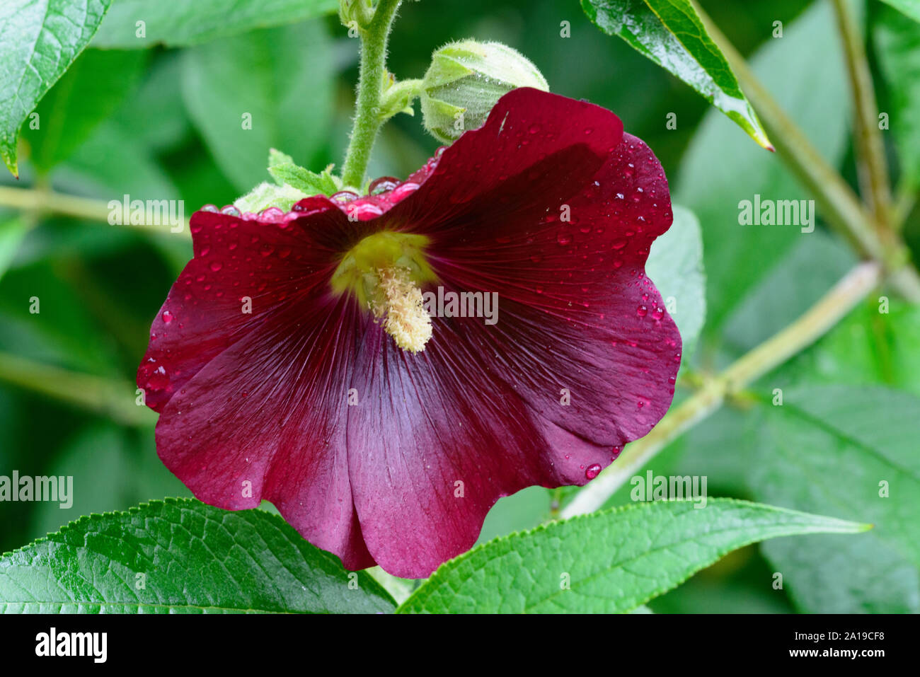 Red Hollyhock (Alcea Rosea), flower with rain drops Stock Photo