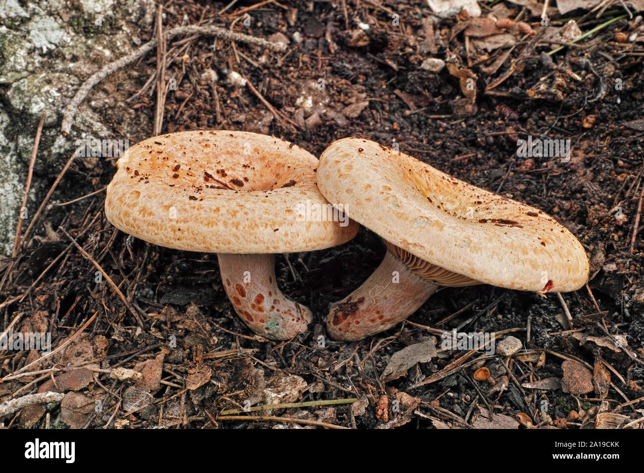 two specimen of red pine mushroom Stock Photo