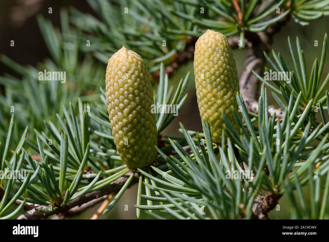 Deodar cedar, Himalayan cedar (Cedrus deodara), with female cones Stock Photo