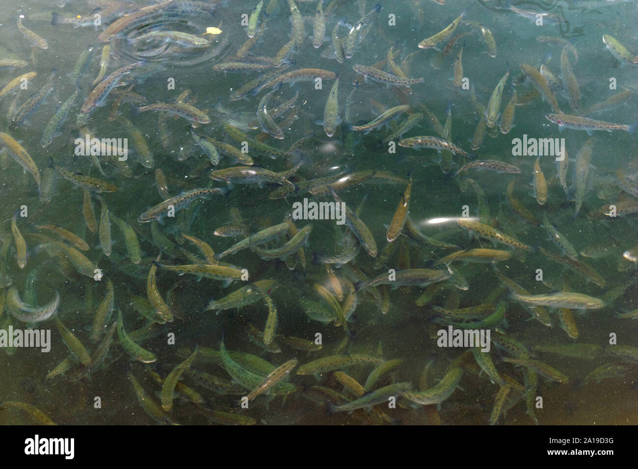 fresh water fish trout seen from above at a fish farm Stock Photo