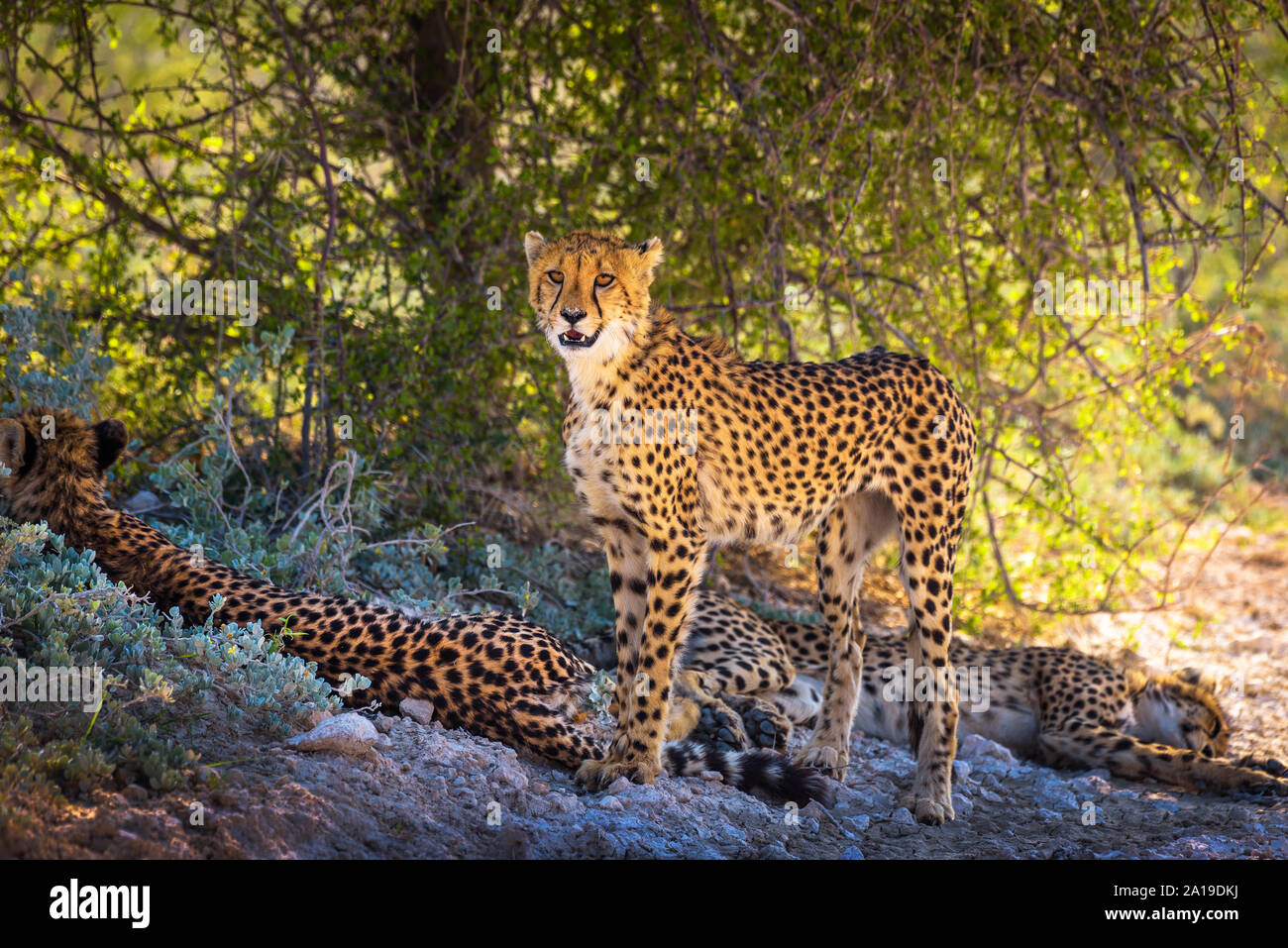 Three cheetahs in the Etosha National Park Stock Photo