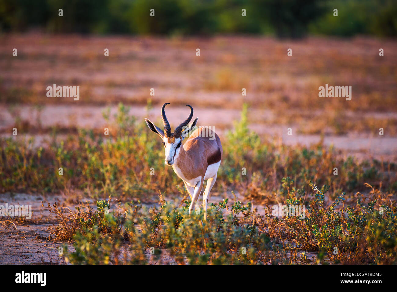 Springbok antelope photographed at sunset in Namibia Stock Photo