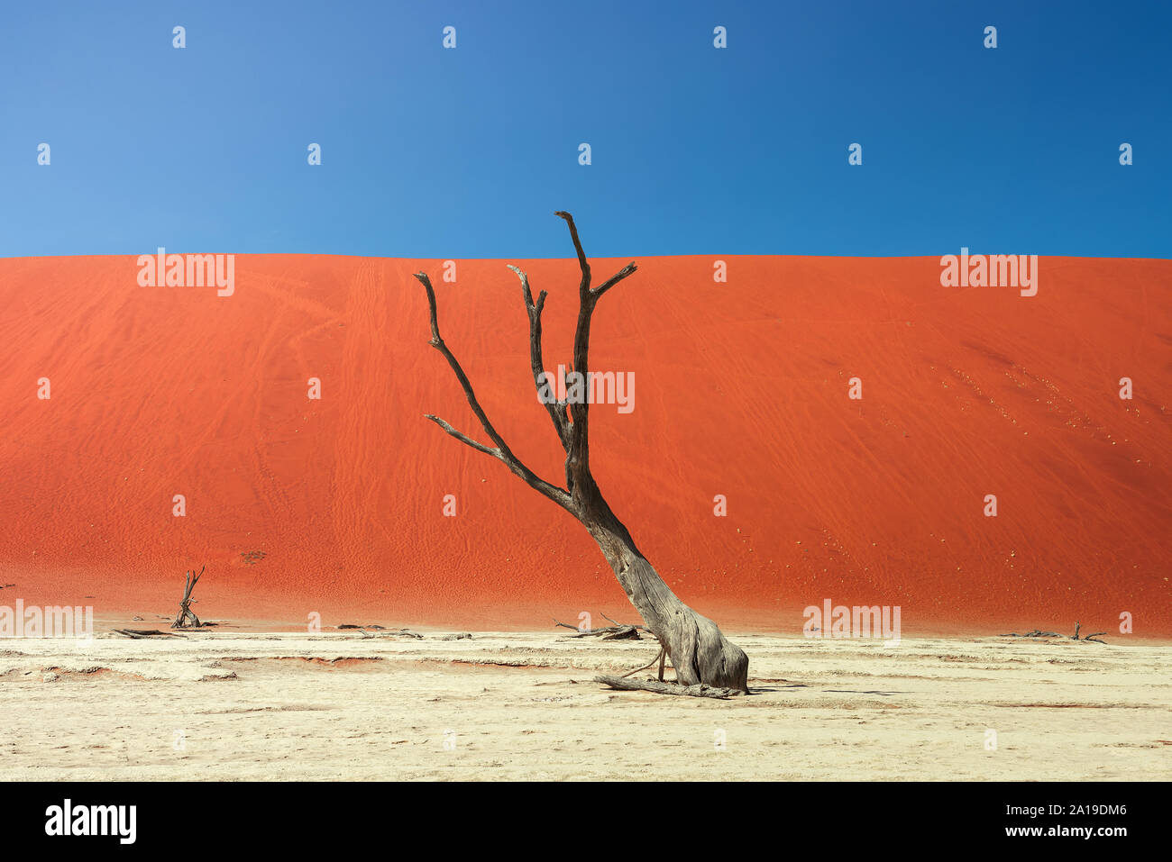 Dead camel thorn tree and the red dunes of Deadvlei in Namibia Stock Photo