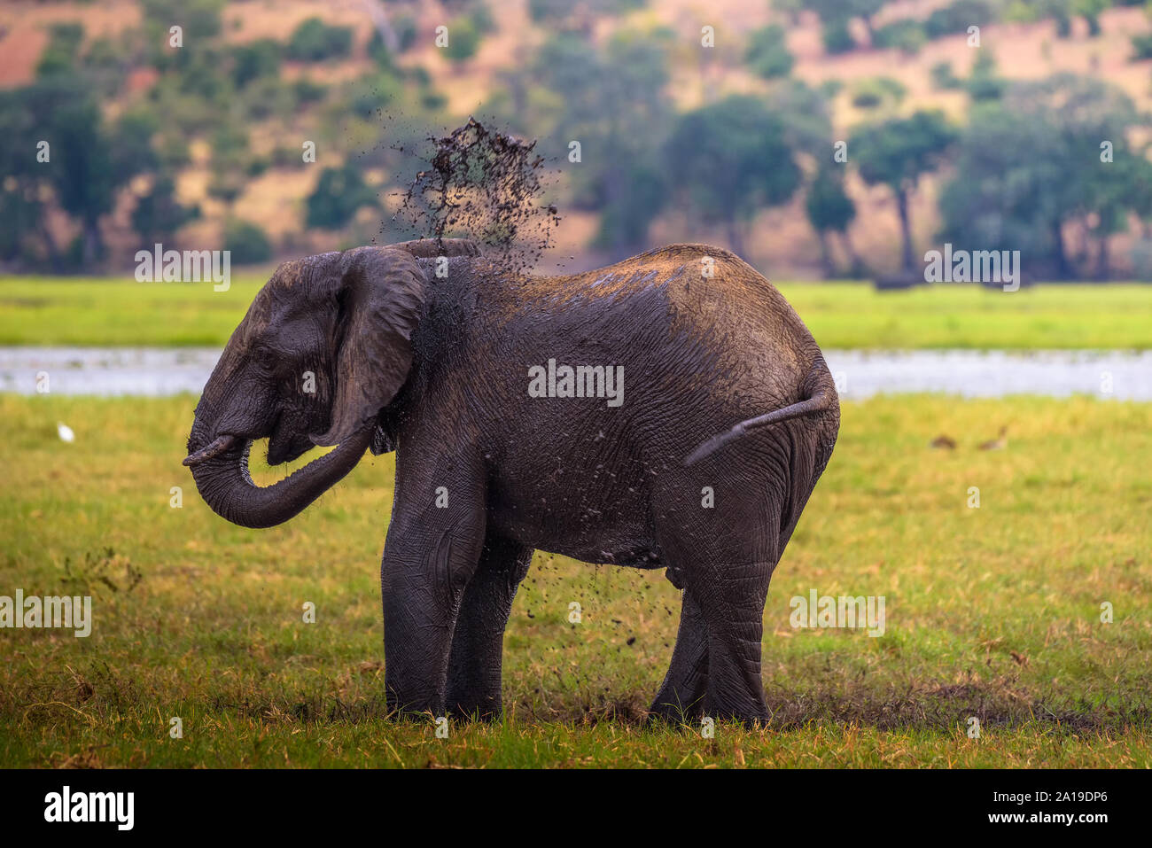 Elephant splashing mud with his trunk in Chobe National Park, Botswana Stock Photo