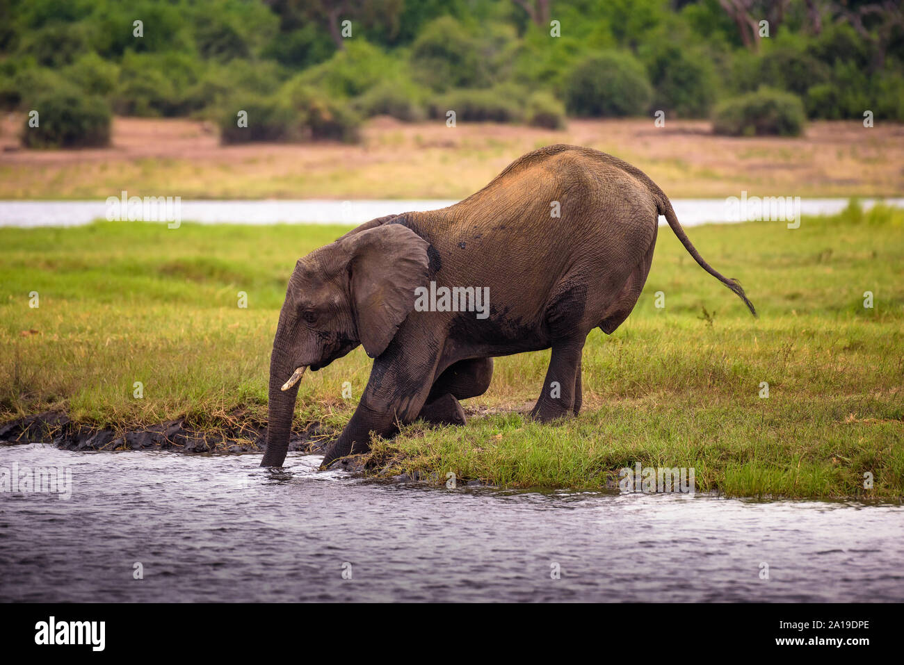 Elephant crossing the Chobe River in Chobe National Park, Botswana Stock Photo