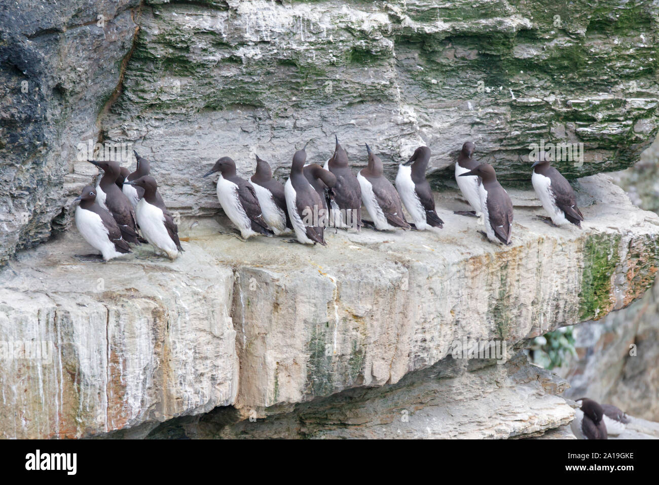 Guillemots at Marwick Head, Orkney Isles Stock Photo