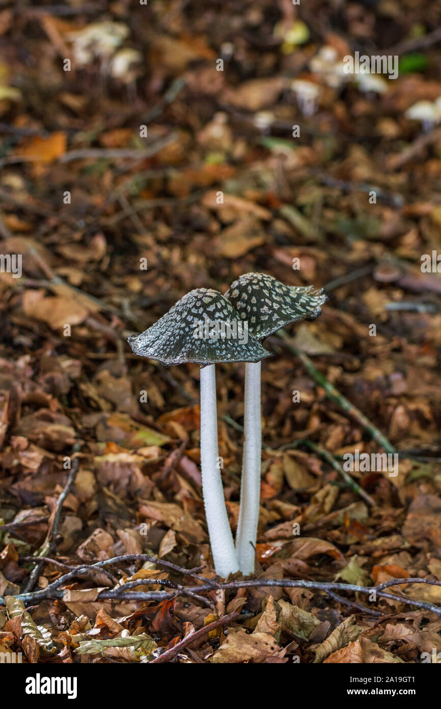 Magpie fungus (Coprinopsis picacea) poisonous mushroom in autumn on forest floor Stock Photo