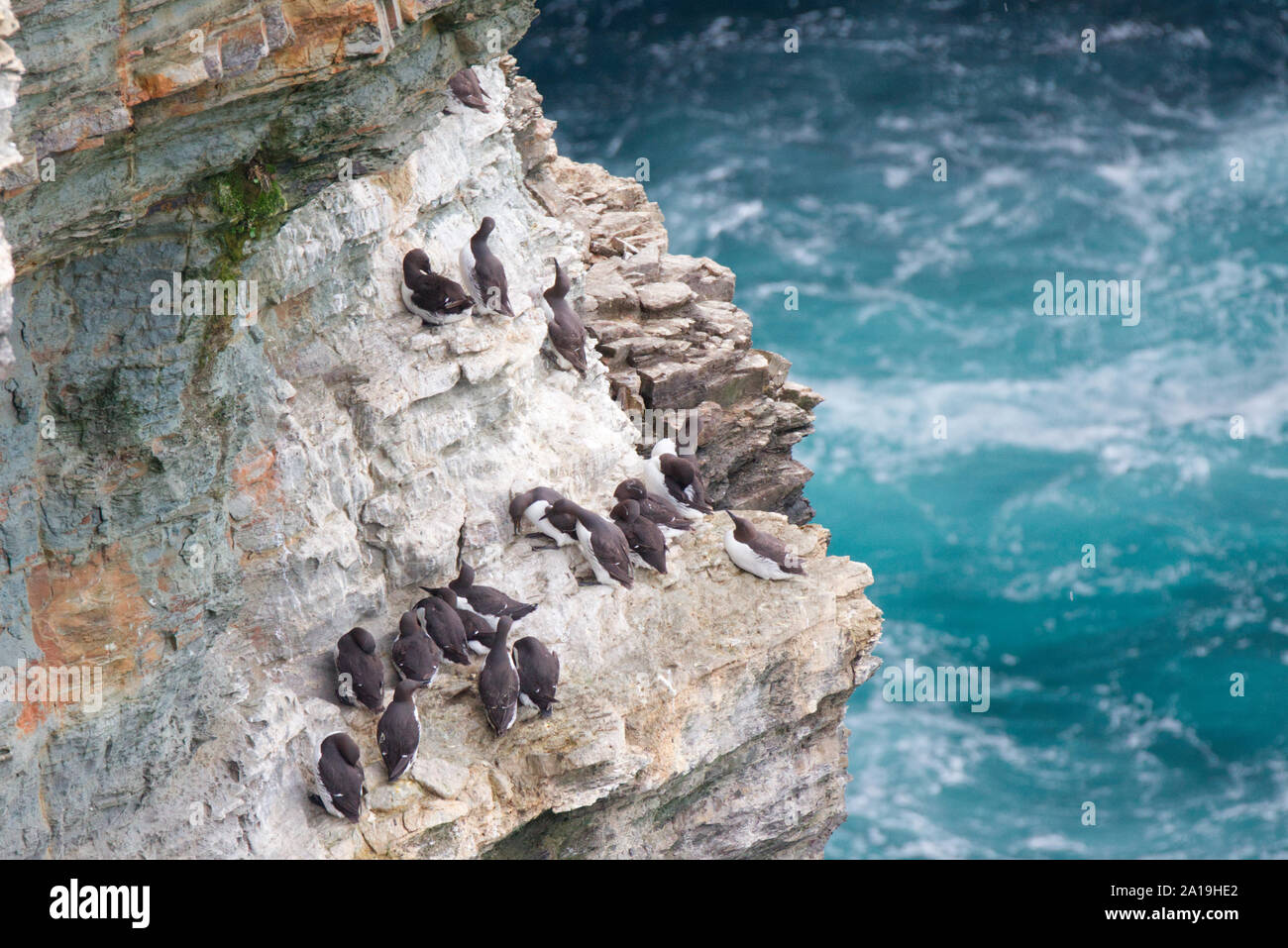 Guillemots at Marwick Head, Orkney Isles Stock Photo