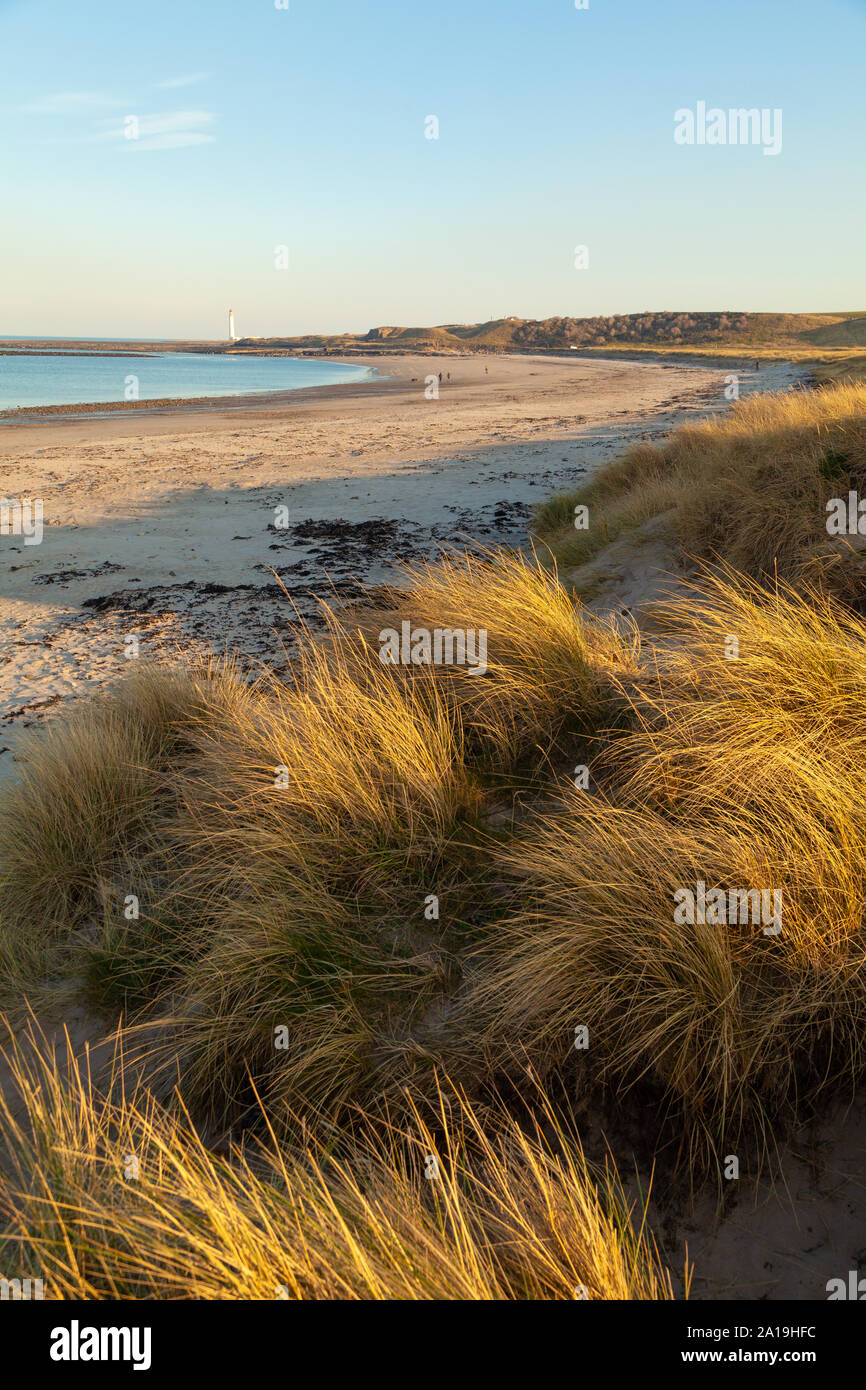 Golden dune grasses at White Sands Beach near Dunbar, Scotland Stock