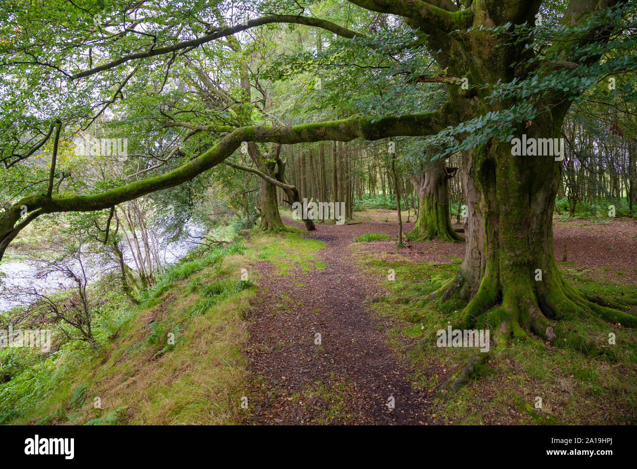 Woodland river walking hi-res stock photography and images - Alamy