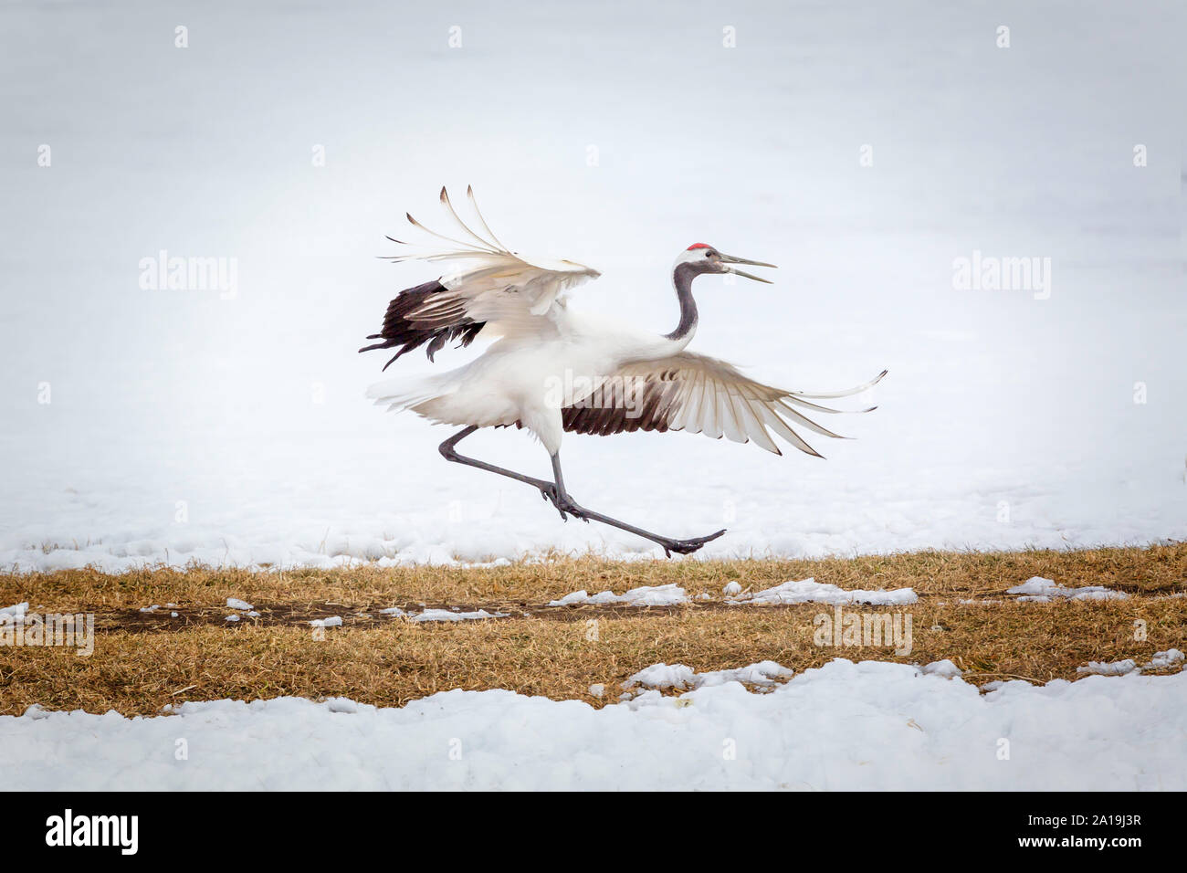 red crowned cranes dancing ritual, Hokkaido, Japan Stock Photo - Alamy