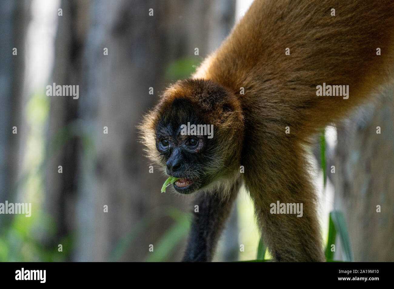 close up portrait of a Geoffroy's spider monkey (Ateles geoffroyi), also known as the black-handed spider monkey, is a species of spider monkey, a typ Stock Photo