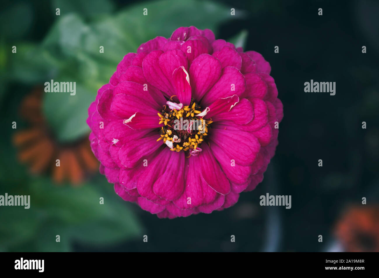 Zinnia. Beautiful garden flower. Autumn flower. Pink flower. Stock Photo