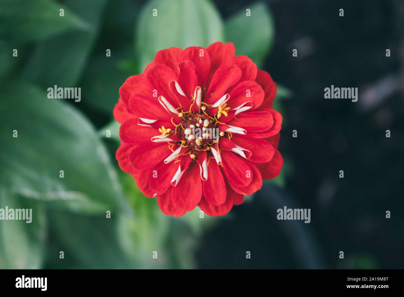 Red Zinnia. Beautiful garden flower. Autumn flower. Stock Photo
