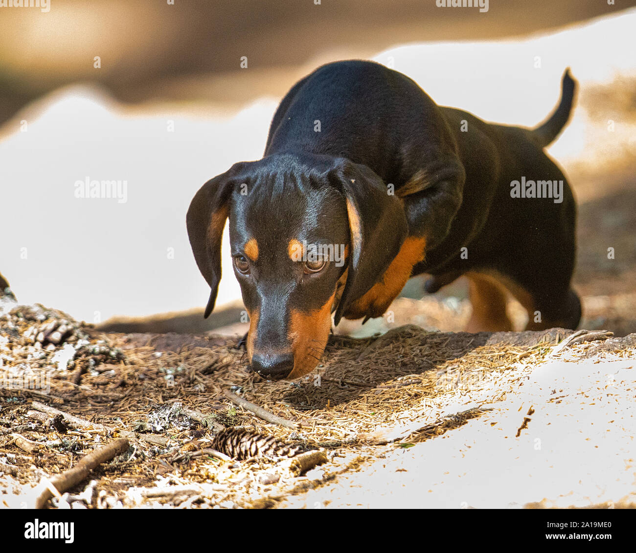 Dachshund puppy climbing a hill in the forest Stock Photo
