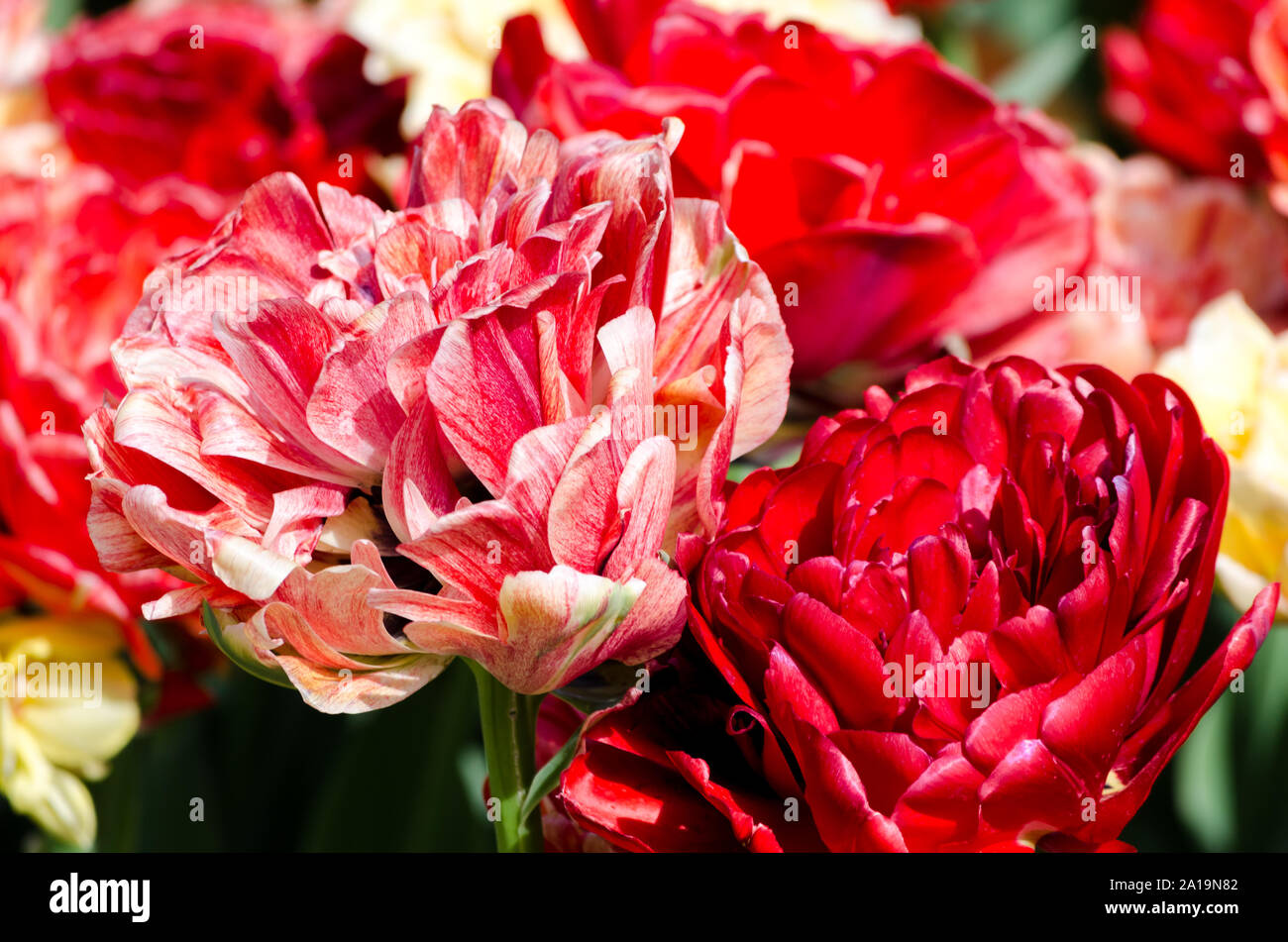 shaggy hybrid holland pink tulips close up Stock Photo