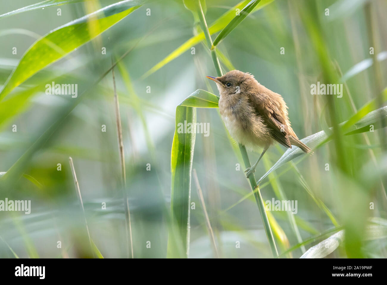 Juvenile Reed-warbler (Acrocephalus scirpaceus) perched in reed bed, Northanptonshire, UK Stock Photo