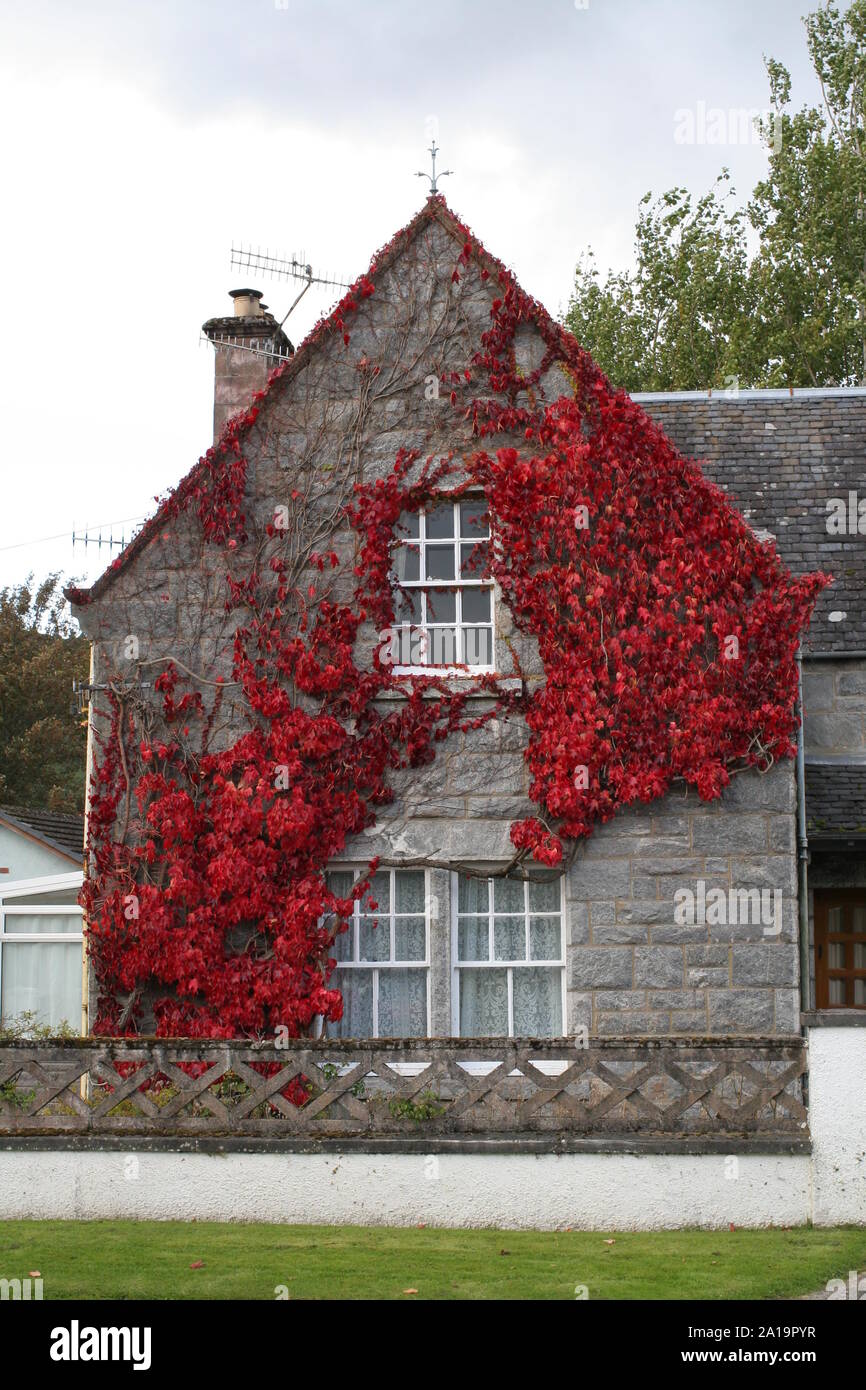 Red Ivy climbing wall of house. Stock Photo