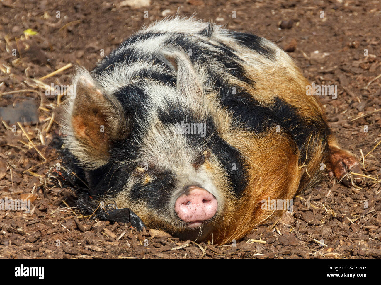 Spotted pig lying in the mud asleep in the farmyard Stock Photo