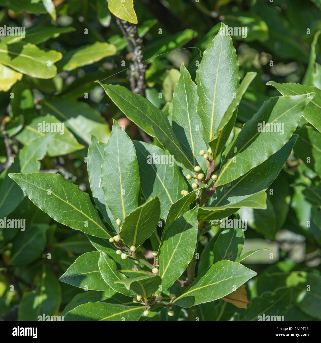 Close shot of leaves of Bay Laurel / Laurus nobilis tree. Leaves used in the kitchen for flavouring. Also a medicinal plant used in herbal remedies. Stock Photo