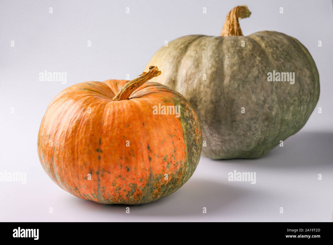 Pumpkins of green and orange on a white background with a shadow ...