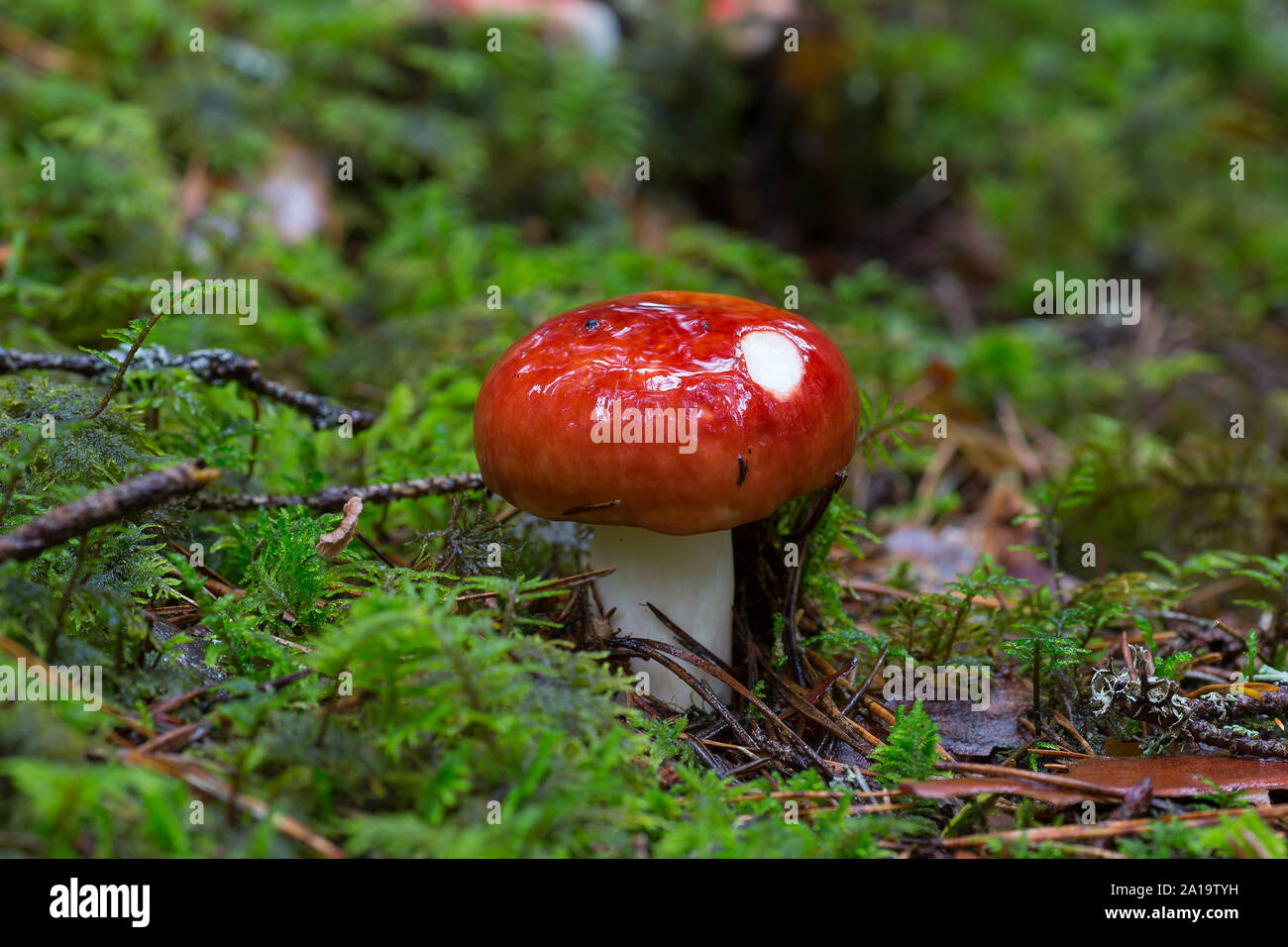 Mushroom in the moss Stock Photo
