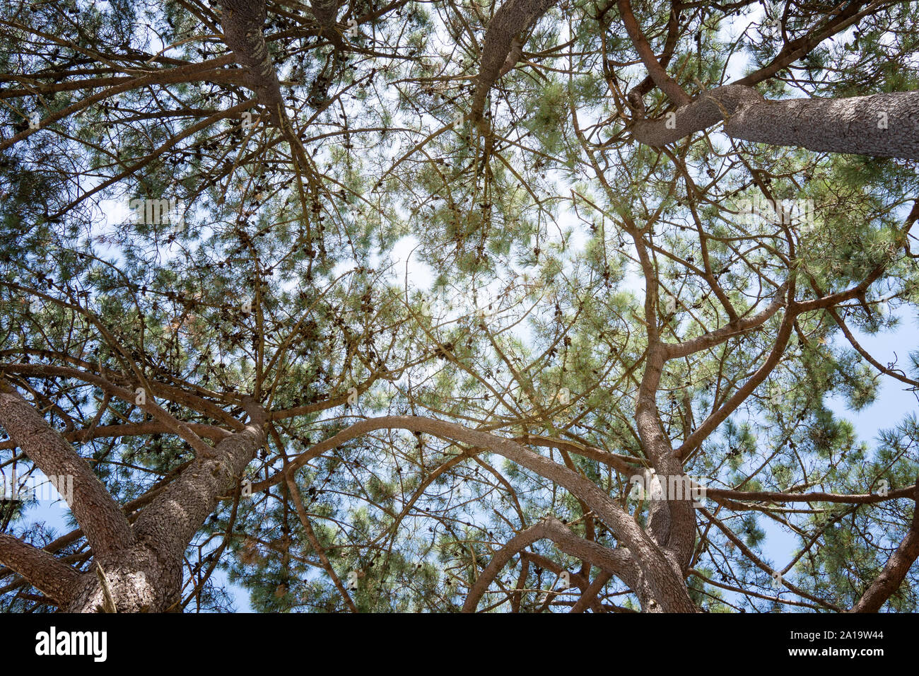 Pine tree background. Pinus echinata Stock Photo