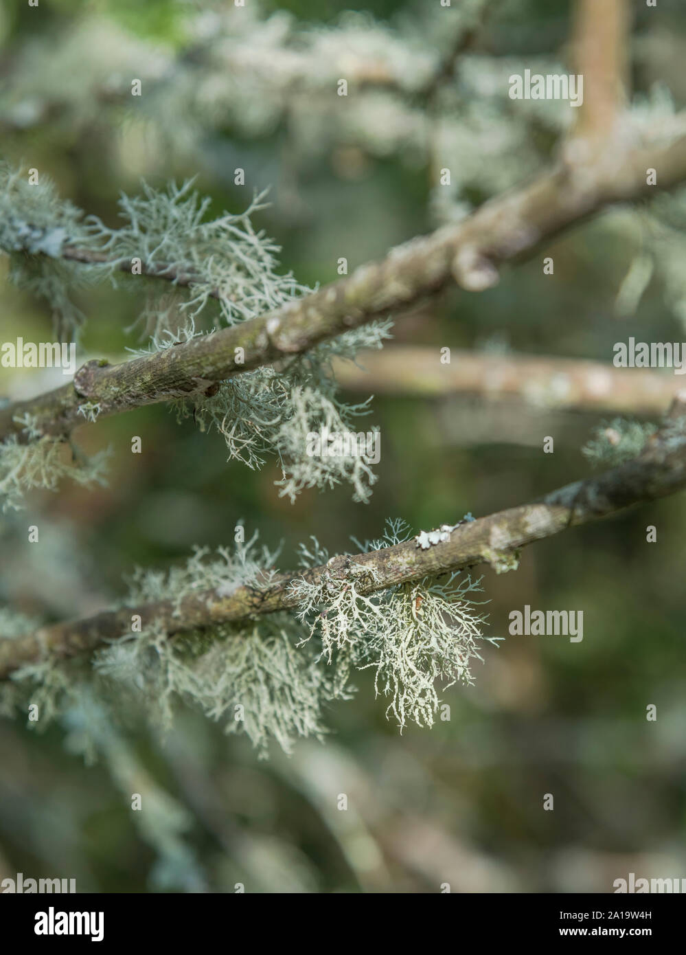 Pale green lichen thallus on tree branch - perhaps Usnea or Parmotrema but not identified. Stock Photo