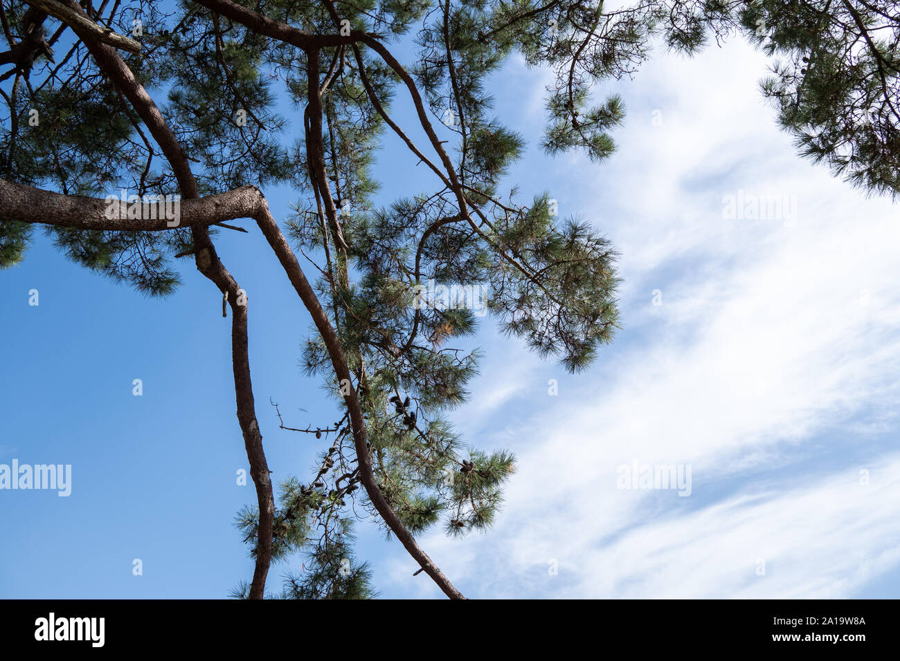 Pine tree background. Pinus echinata Stock Photo